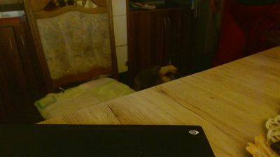 image de stream de Tannileinchen3